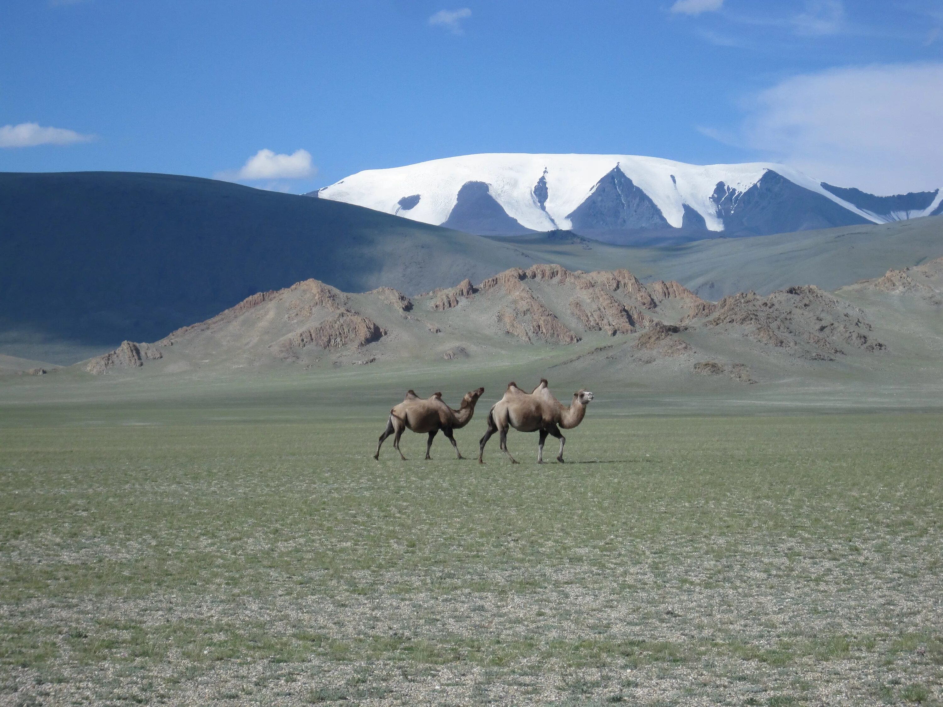 Степи Монголии. Тараат Монголия. Степи и горы Монголии. Пустынный ландшафт Монголии. Верблюд в тундре