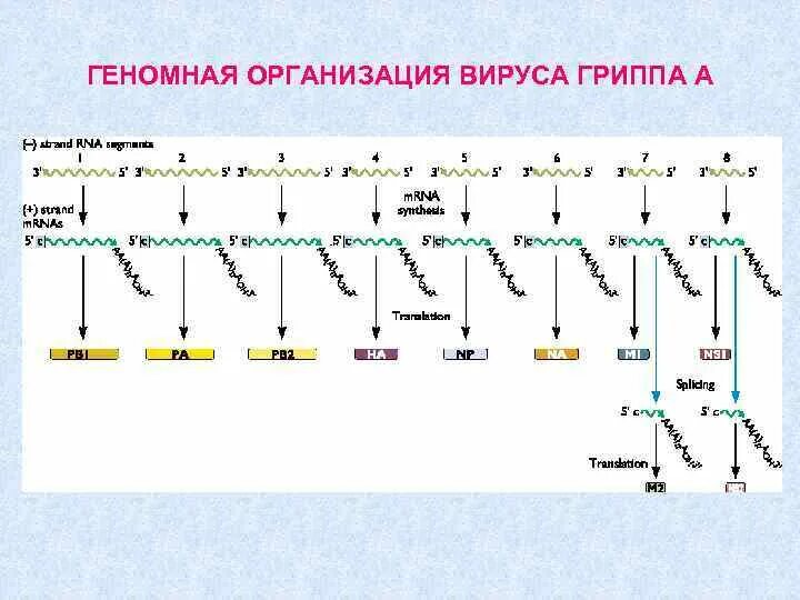 Геном вируса гриппа. Сегментированная РНК. РНК геномные вирусы. Сегменты вируса гриппа.