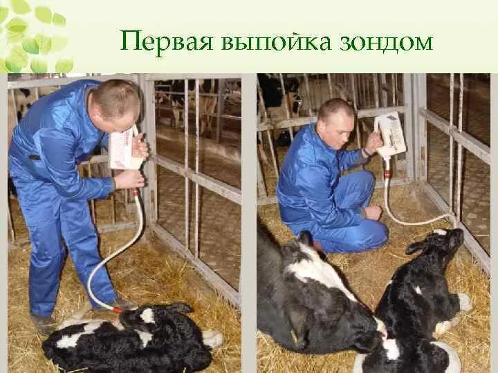 Зондирование животных