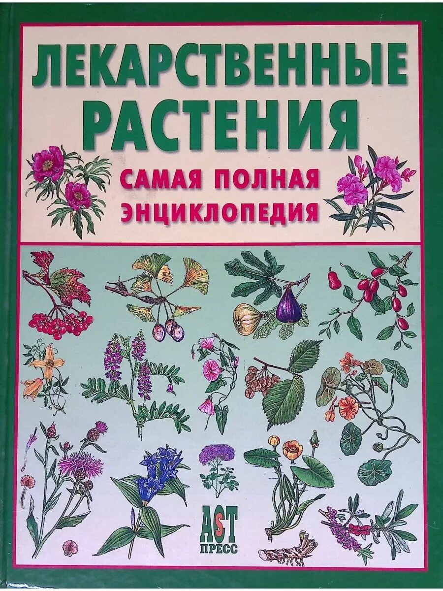 Полезные растения. Справочник лекарственных растений. Тысячелистник зонтичный achillea umbellata. Лекарственные растения названия. Энциклопедия лекарственных растений.