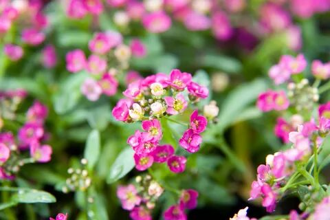 Alyssum Wonderland Copper 0zz.jpg. 