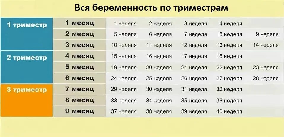 Рассчитать сколько беременность. 24 Недели беременности это 6 месяцев. Триместры беременности по неделям. Недели беременности по месяцам. Триместры беременности по месяцам и неделям.