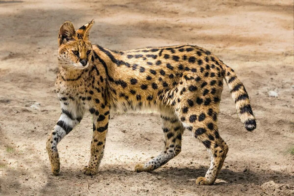Discover the Fascinating World of African Wild Cats