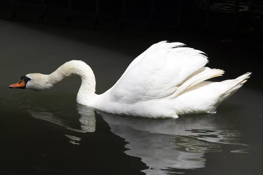 Королев белые лебеди. Королев белые лебеди. Корейские лебеди. «белый лебедь» (скандинавские страны). Белый лебедь 'rvfhrf.