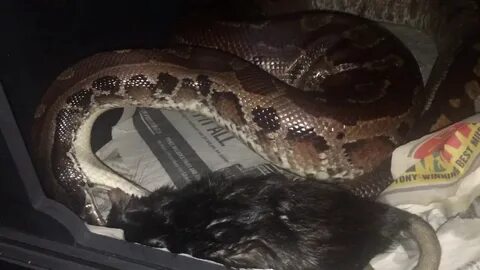 Python freeze