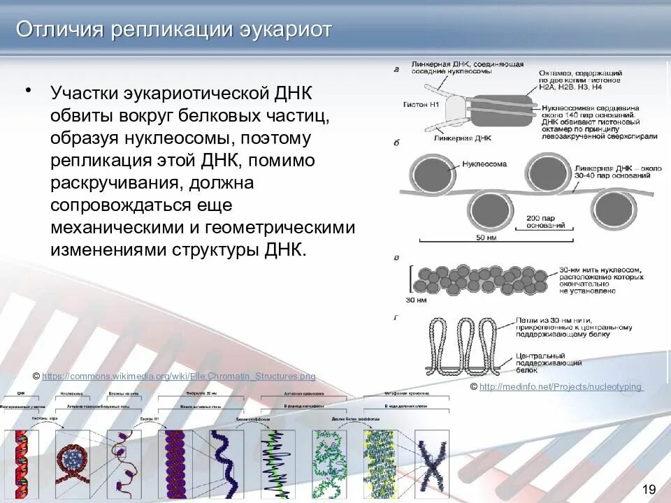 Схема репликации днк эукариот. Точки начала репликации (origin). Скорость репликации у эукариот. Отличие репликации эукариот от прокариот. Особенности репликации днк.