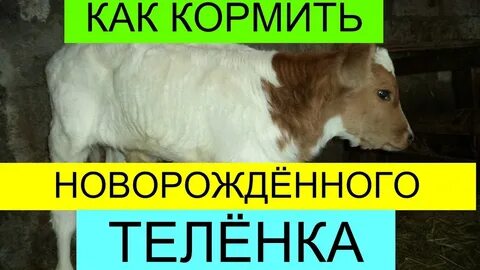 Как кормить телят