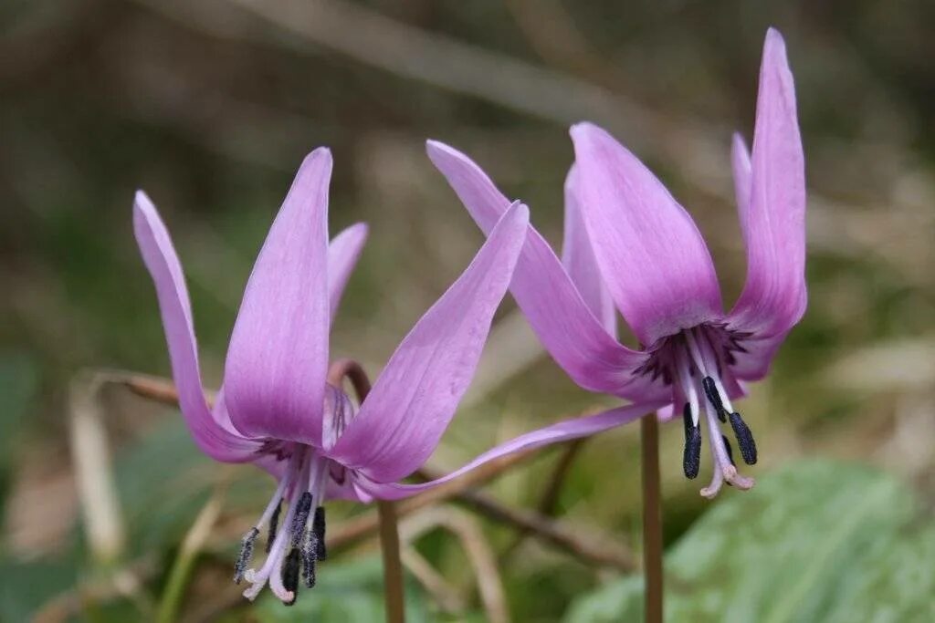 Кандык (Erythronium). Кандык японский. Кандык Сибирский ( Erythronium sibiricum).. Кандык Erythronium, Кандык Сибирский. Эритрониум