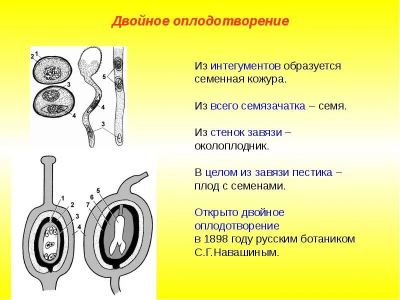 Процесс двойного оплодотворения у растений. Двойное оплодотворение у покрытосеменных кратко. В результате двойного оплодотворения образуется два семени. Двойное оплодотворение у цветковых растений. Двойное оплодотворение семязачатка.