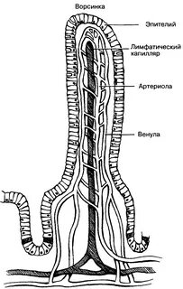 Схема строения ворсинки кишечника - Фотобанк 1.