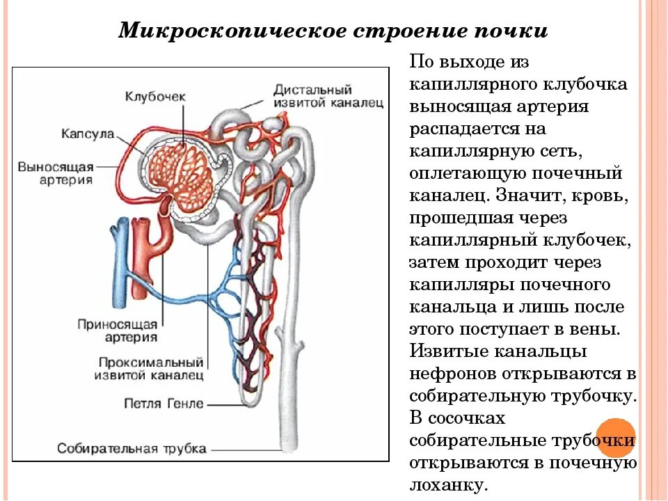 Каналец нефрона функция. Мочевыделительная система человека строение нефрона. выделительная система строение нефрона. микроскопическое строение нефрона. микроскопическое строение почки нефрон.