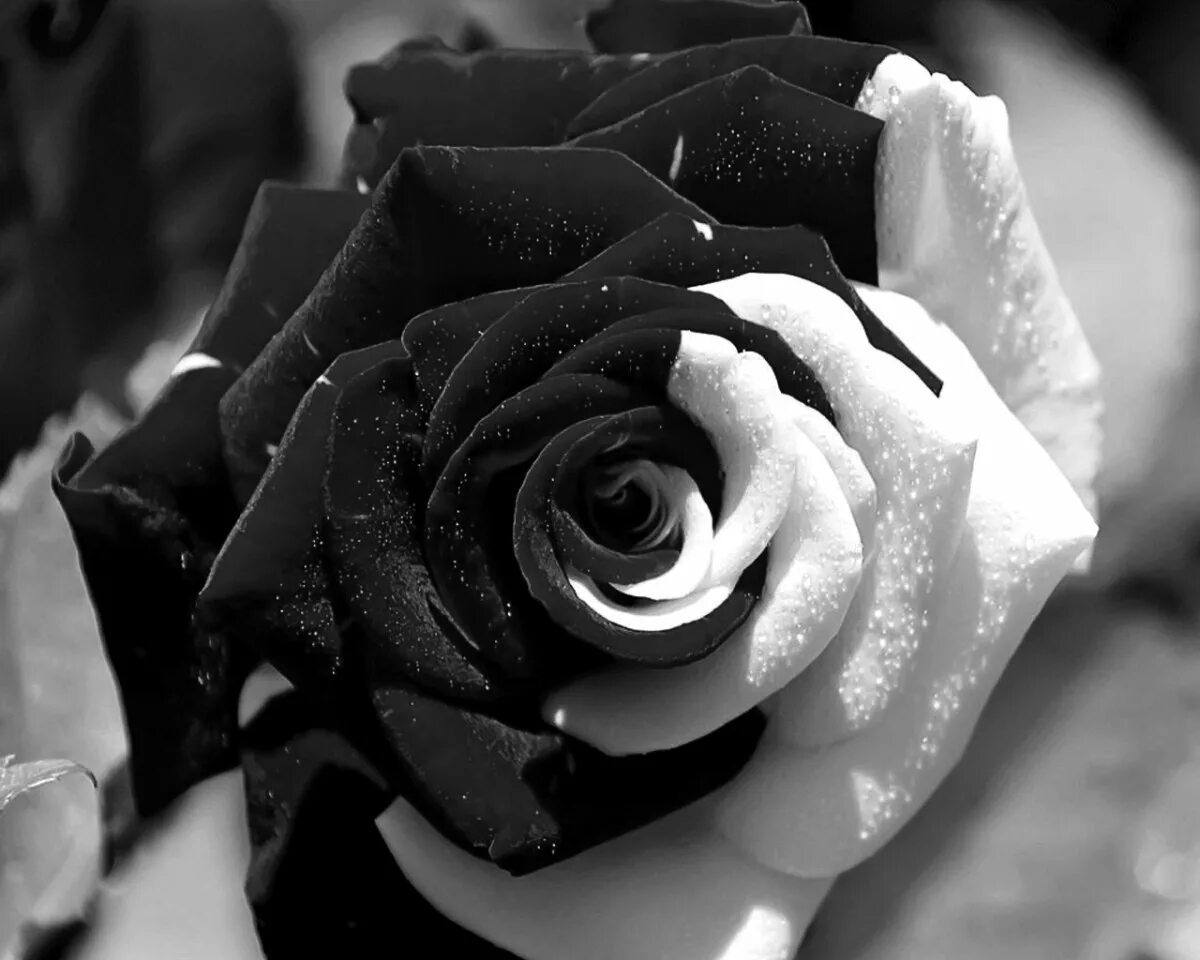Черная розочка. Цветы в черно белом цвете.