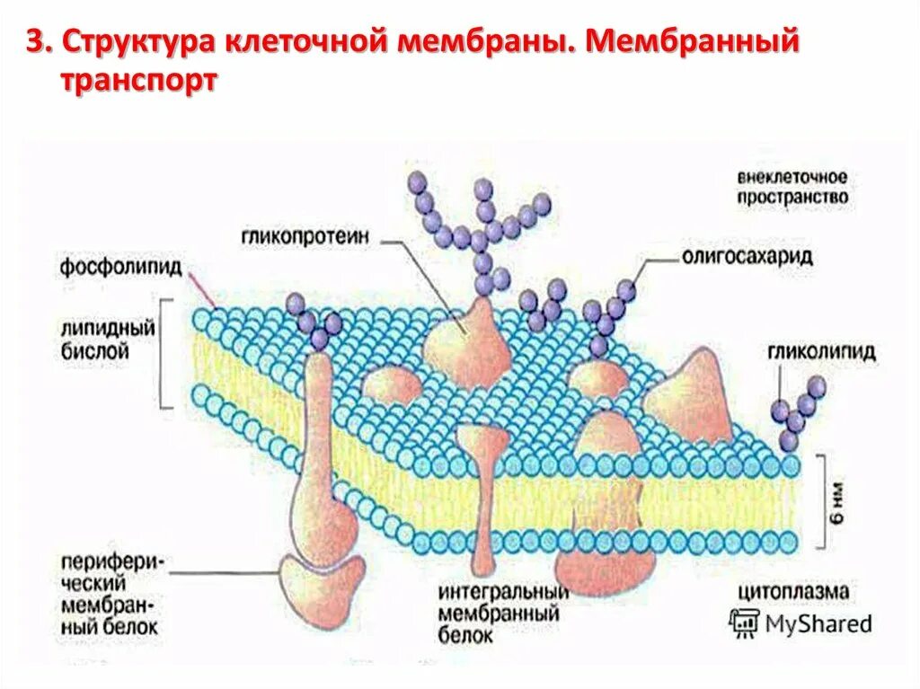 Структурным компонентом мембраны является. Структурным компонентом мембраны является