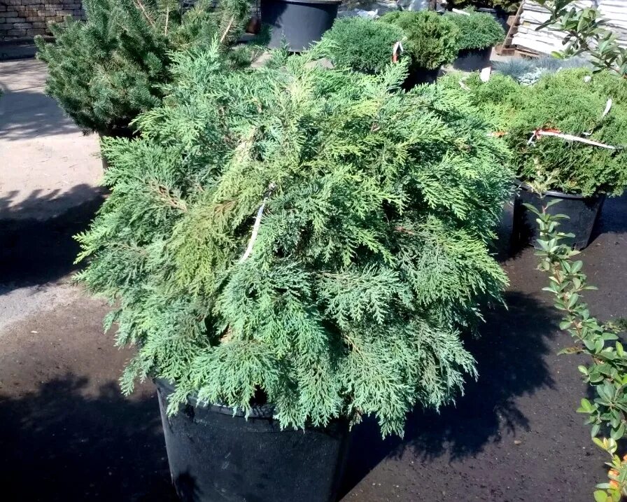 Можжевельник Сентинел С2, в. 20-40, ш. 10-20, Весна 2024 (10483942) - Купить по 
