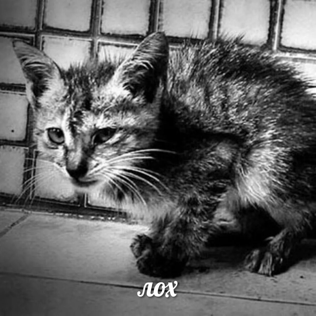 Это был просто уродливый кот микротема 2. Бездомные кошки. Брошенный котенок. Грустные бездомные коты.