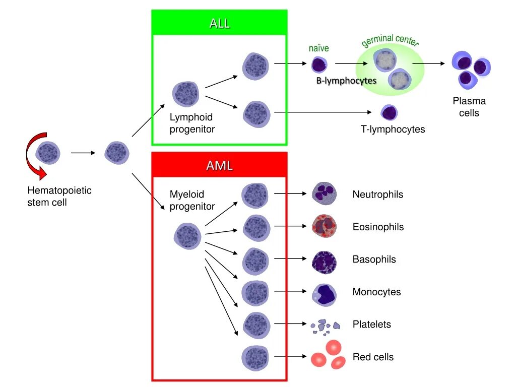 Aml проверка cryptozen. Гемопоэтическая стволовая клетка. Lymphocyte. Гемопоэтические стволовые клетки под микроскопом. Acute myeloid Leukemia.