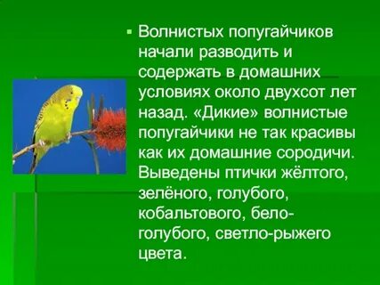 Текст описание попугая