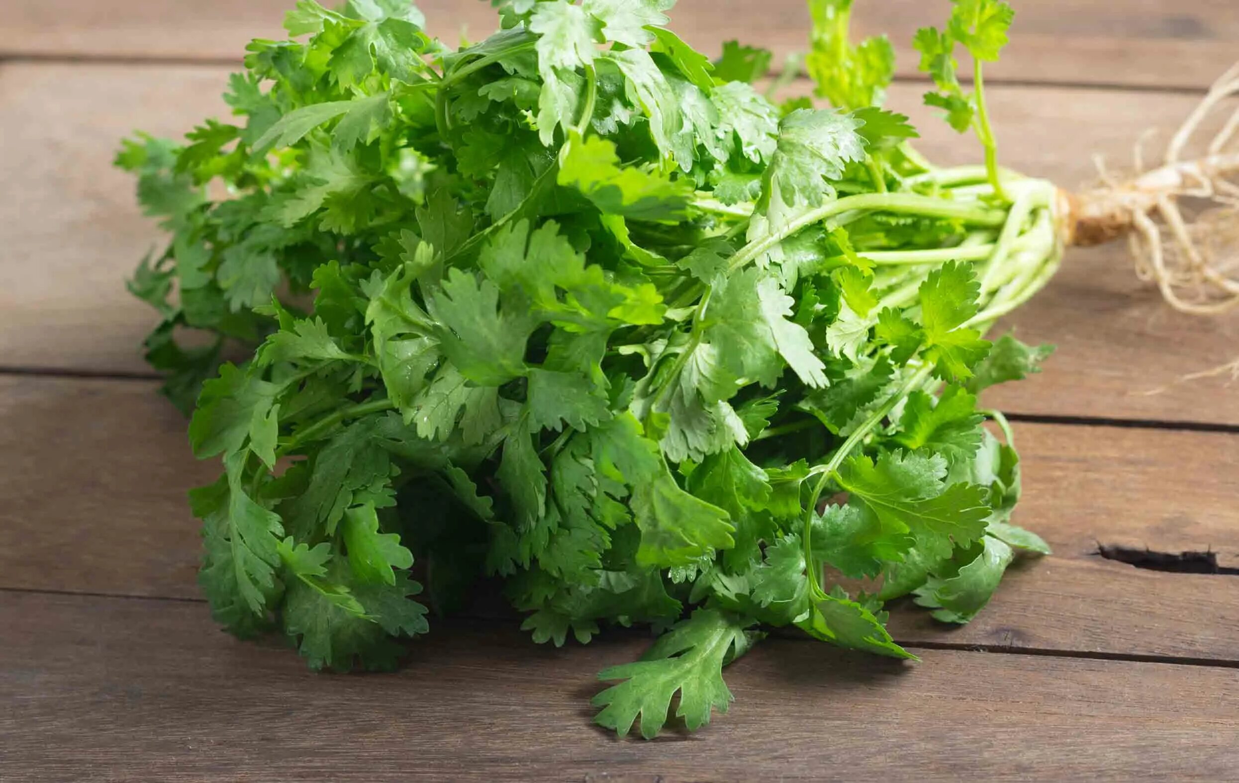 Кинза доттера. Fresh coriander. Кориандр (кинза). Кинза Салават.