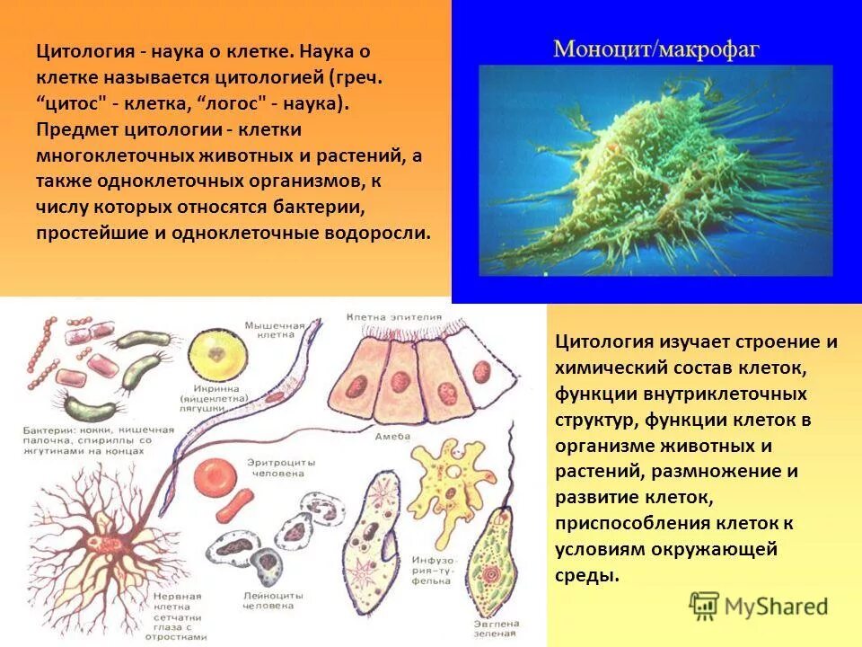 Наука о клетке. Цвтология Гуака о клетки ?. Цитология как наука о клетке. Цитология науки клетки цитология науки клетки. Науки биологии цитология