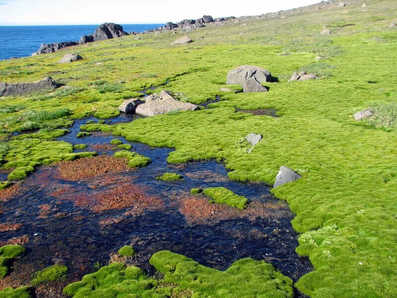 доклад оанторктиде. растения антарктиды. растительный и животный мир ант. растения антарктиды. остров земля франца-иосифа мхи лишайники.