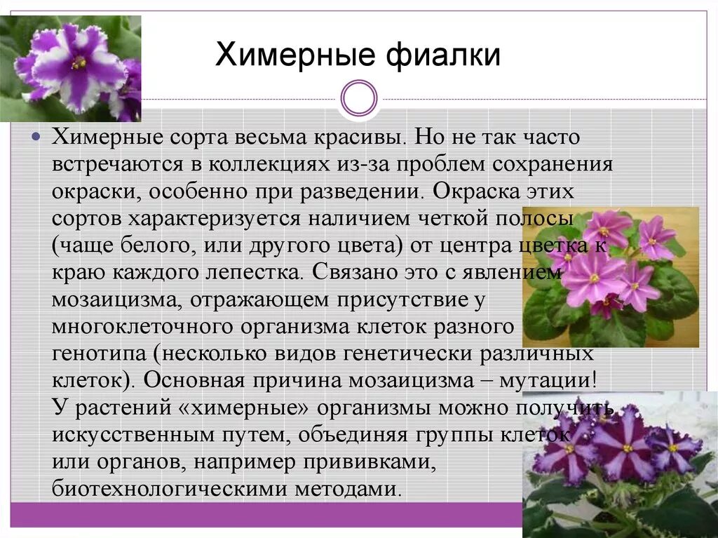 Биотехнологии химеры. Химерные организмы. Химеры клеточная инженерия. Биотехнологии химеры. Химерные организмы.