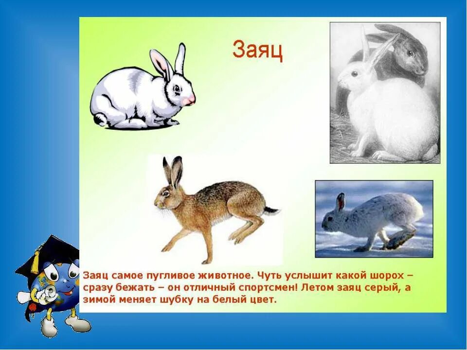 загадка про зайца для детей 1 класс. сообщение о зайце. слово заяц. зайца 1 класс. презентация про диких животных.