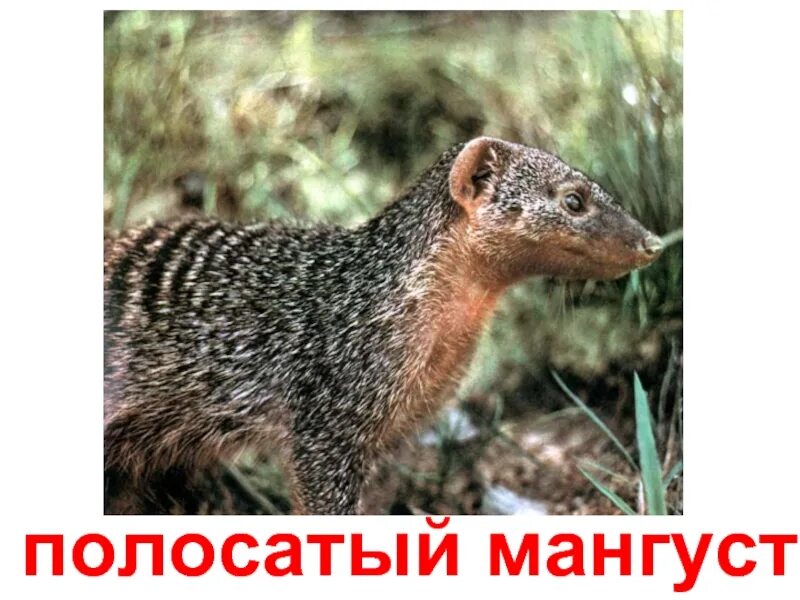 Мангуст родич 7 букв. Мангуст-крабоед. полосатый мангуст. мангусты и куньи. мангуст крабоед 4 буквы.