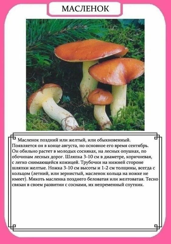Грибы рассказ для детей. Сообщение на тему грибы. Познавательный рассказ про грибы 2. Познавательный рассказ про грибы 2. Интересные факты о грибах.