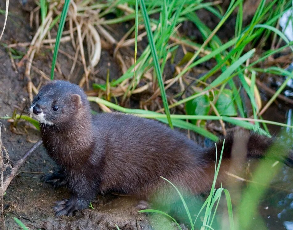 Где обитает норка. Европейская норка (mustela lutreola). Европейская норка (mustela lutreola). Европейская норка красная книга. Где обитает норка.