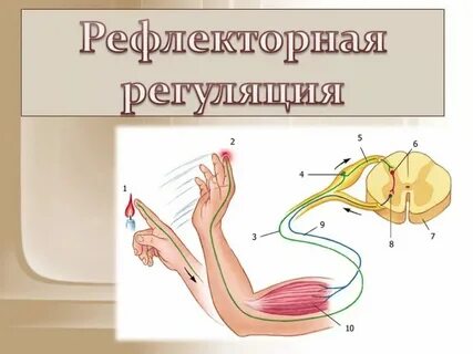 Рефлекторная регуляция презентация