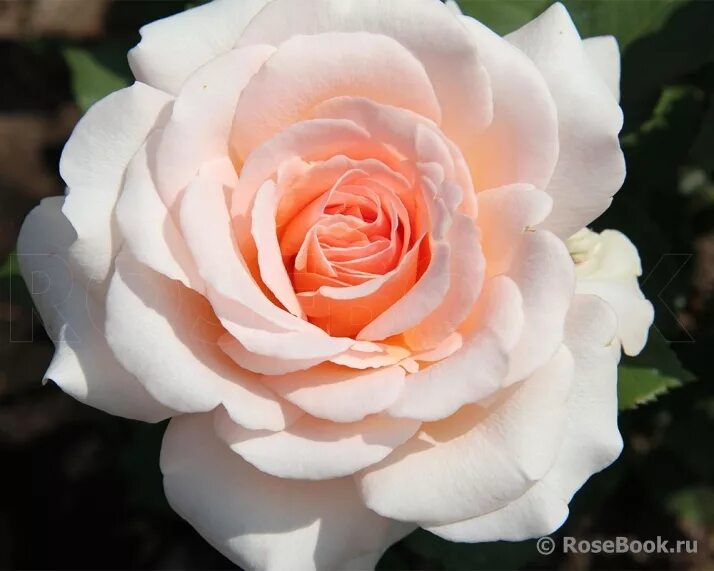 сорт роза чех кантри гарден. роза aquarell (tanellqua). роза флорибунда амбер абанданс. описание сорта розы стокгольм. роза грандифлора хенриетта.