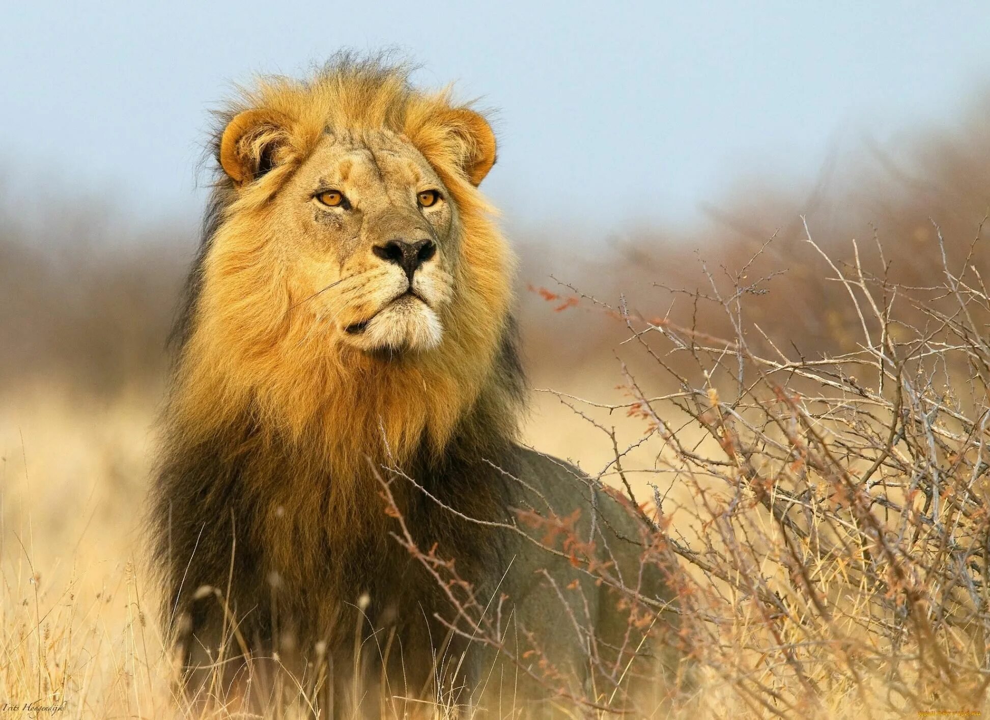Leão, a vida selvagem, savana, África, Panthera leo Animais selvagens da áfrica,