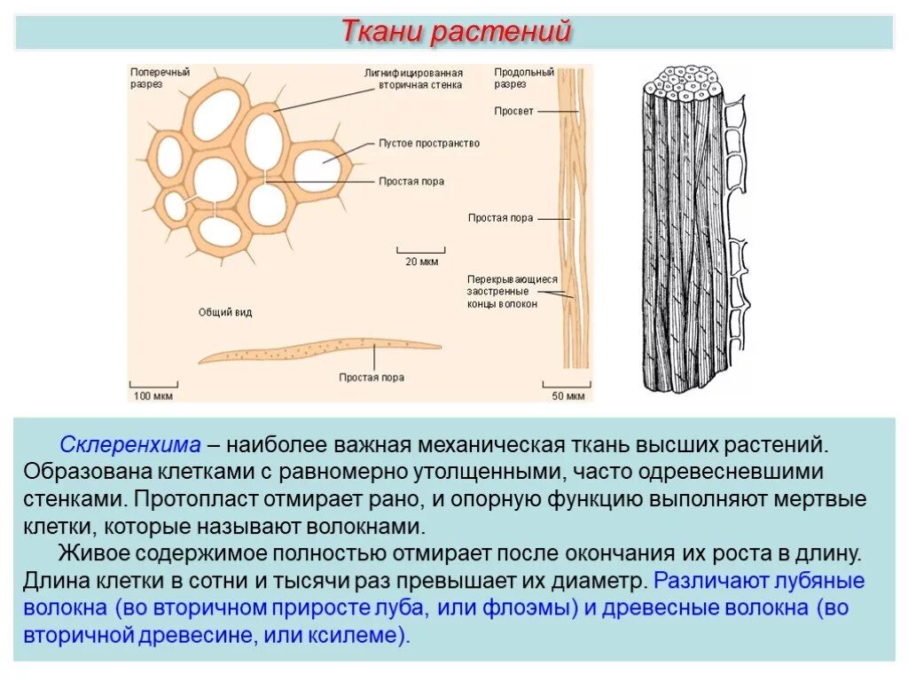 Образована живыми или мертвыми клетками. Механическая ткань растений склеренхима. Склеренхима лубяные волокна. Растительные ткани древесные и лубяные волокна. Строение лубяных и древесных волокон.