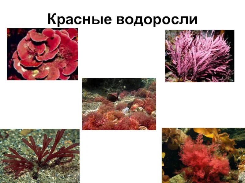 Обитание красных водорослей