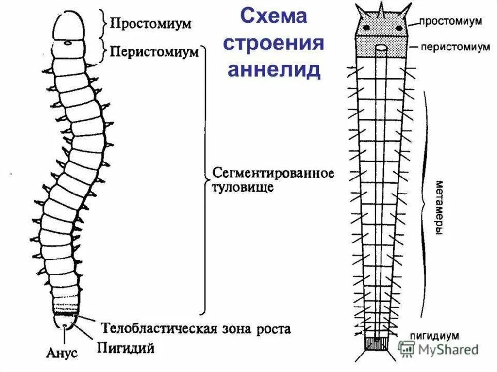 Сегментированные черви. Внешнее строение дождевого червя. Схема внешнего строения дождевого червя. Внешнее строение кольчатых червей многощетинковые. Кольчатые черви простомиум.