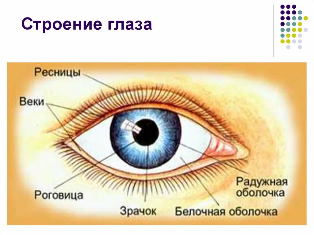 Элементы органы зрения. Наружное строение глаза человека схема. Строение глаза человека схема с описанием. Внешнее строение глаза. Внншние строение глаза.