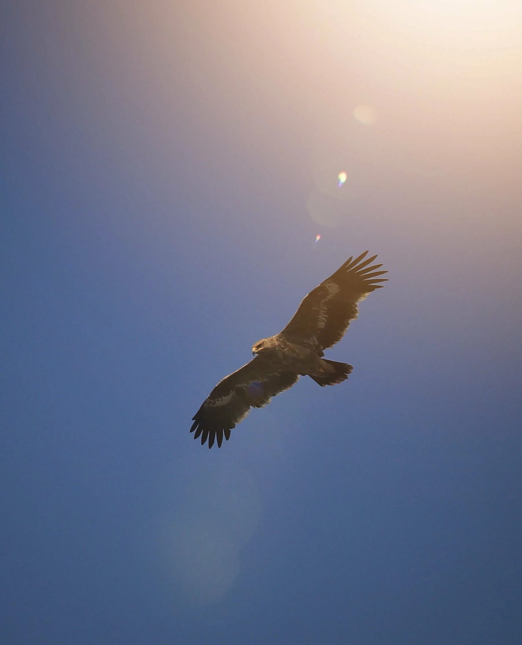 Парящий Орел. Орел в небе. Птица в полете. Орел парящий в небе.