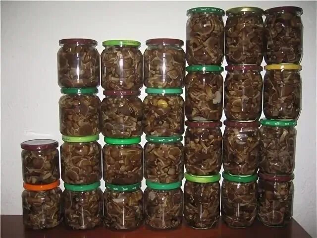 Как мариновать грибы на зиму в банках: рецепты приготовления маринованных грибов