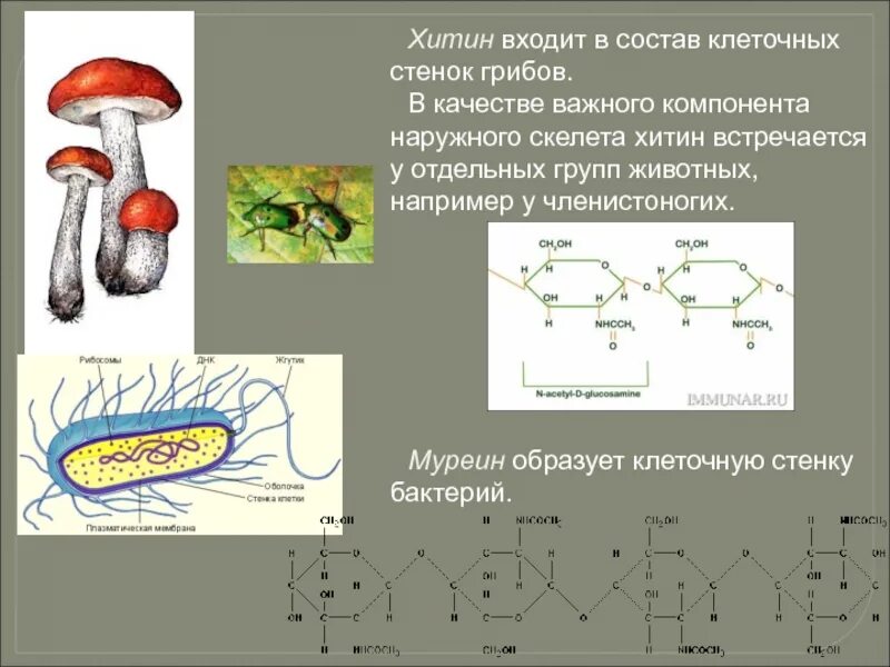 Клеточная стенка грибной клетки содержит
