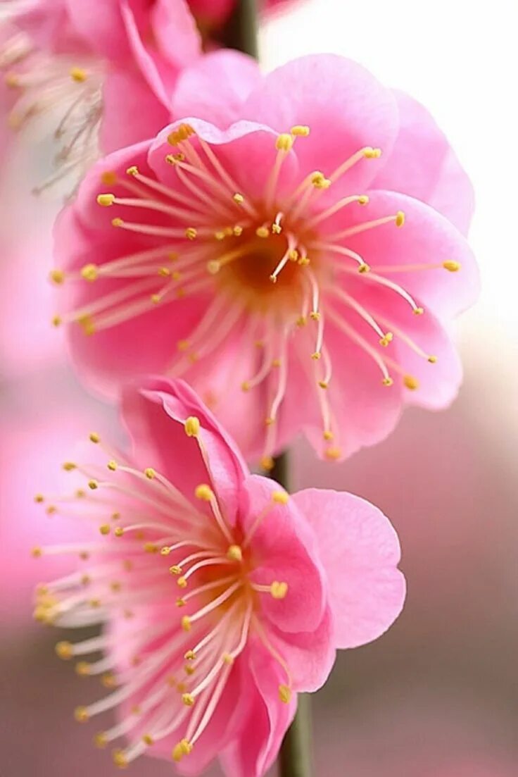 Plum blossom. Плам блоссом цветок. Рожевий цвіт. Цветные цветы весны. Pink Blossom.