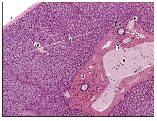 Нефрон почки гистология. Капсула гистология. Капсула гистология. Клетки клубочковой зоны коры надпочечников. Амилоидоз селезенки гистология.