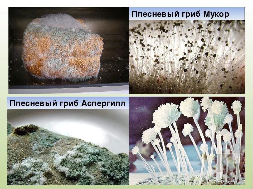 Гриб мукор (Mucor). Хлебная плесень мукор. Мукор пеницилл аспергилл. Плесневелый гриб мукор. Чем отличаются плесени