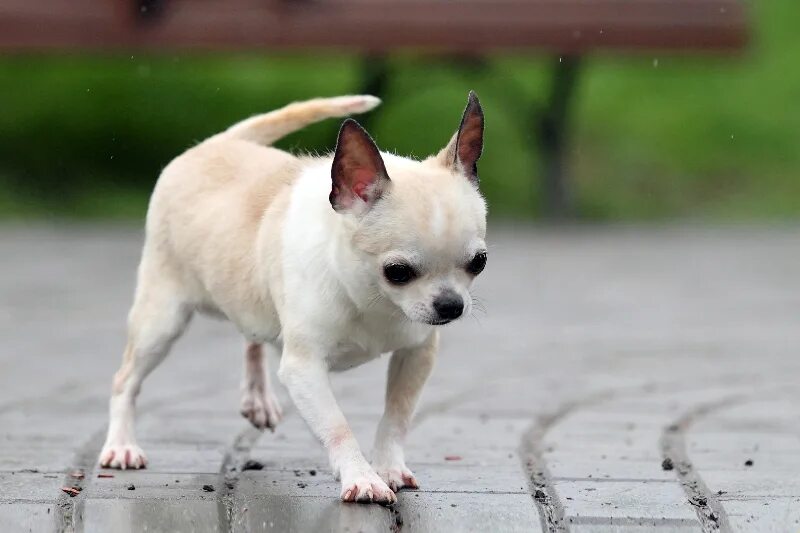 шах арпилин ванилин. шах арпилин питомник чихуахуа. чихуахуа шоу. шах арпилин кассий. шах арпилин любомир.