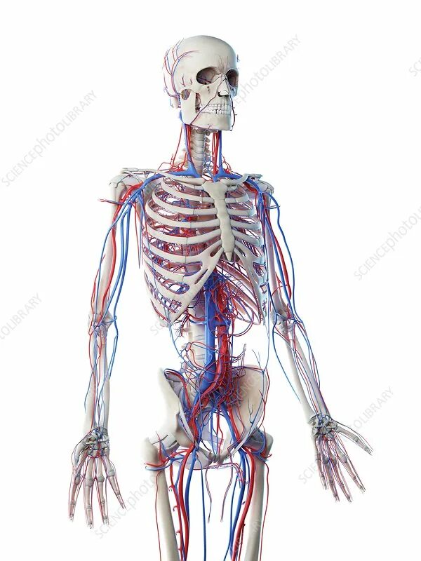 ArtStation - Human Female Body and Circulatory System - Anatomy Resources