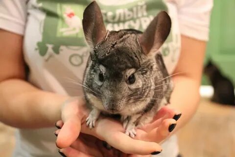 Отправить животных