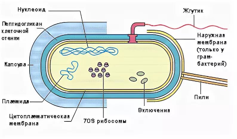 Нуклеоид прокариот