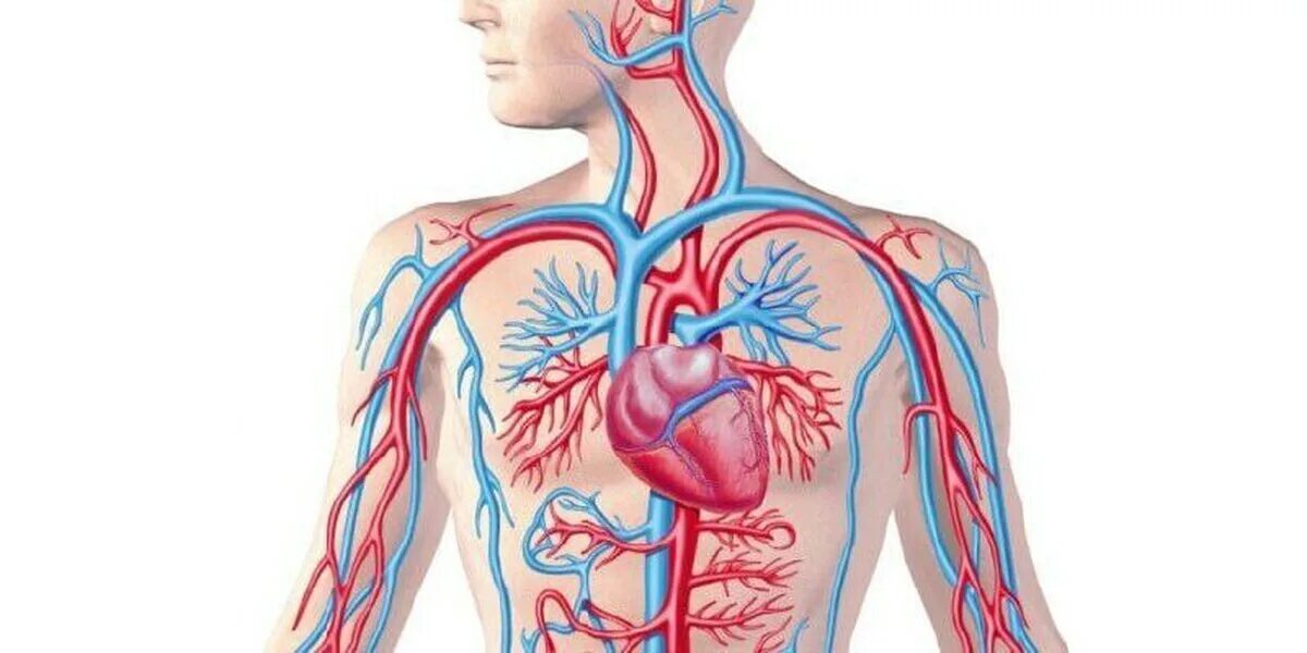 Сердечно-сосудистая система человека. Кровеносная система. Сосудистая система человека анатомия. Улучшится кровообращение