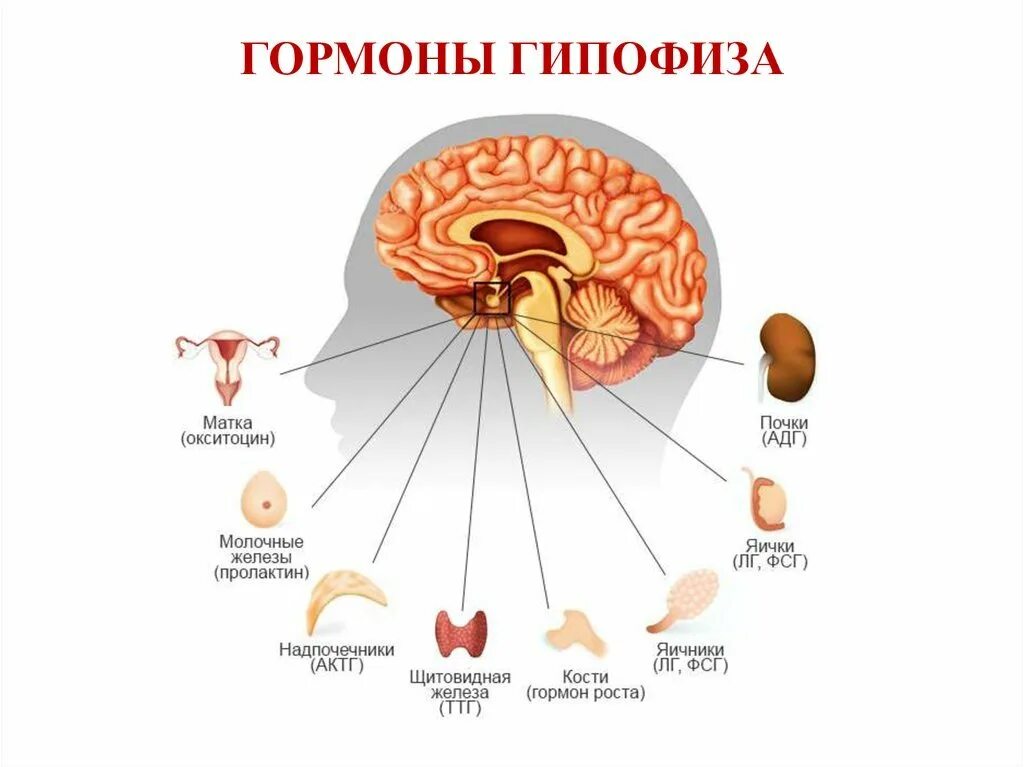 Гипофиз головного мозга гормоны. Железа гипофиз гормоны. Гипофиз головного мозга рисунок. Гипофиз это железа.