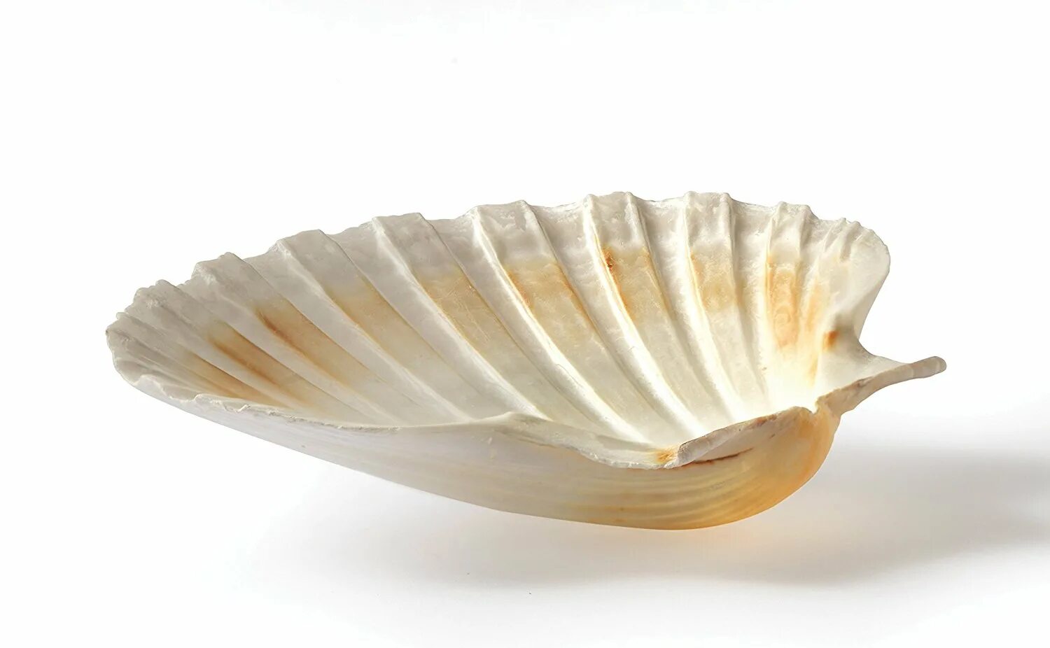 Shell set. Scallop Shell раковина. Белая Ракушка. Ракушка на белом фоне. Ракушка морская натуральная зеленая.