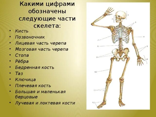 Скелет в цифрах. Обозначьте на скелете части. лучевая кость на скелете. скелет бедренная часть. обозначить састискелета человека.